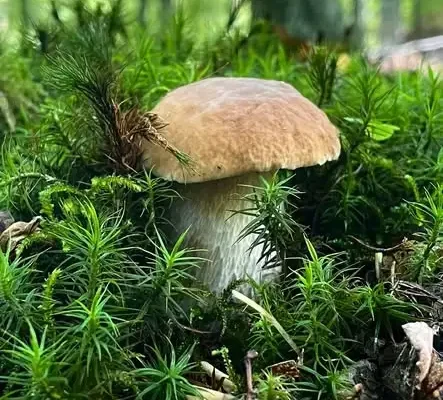 Sezon grzybowy w pełni – leśnicy przypominają o zasadach bezpiecznego grzybobrania