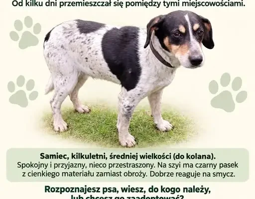 Znalazł się pies w gminie Gorzków – szukamy właściciela lub nowego domu