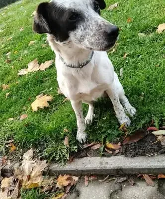 Bobuś – mały piesek w typie jack russell teriera szuka domu